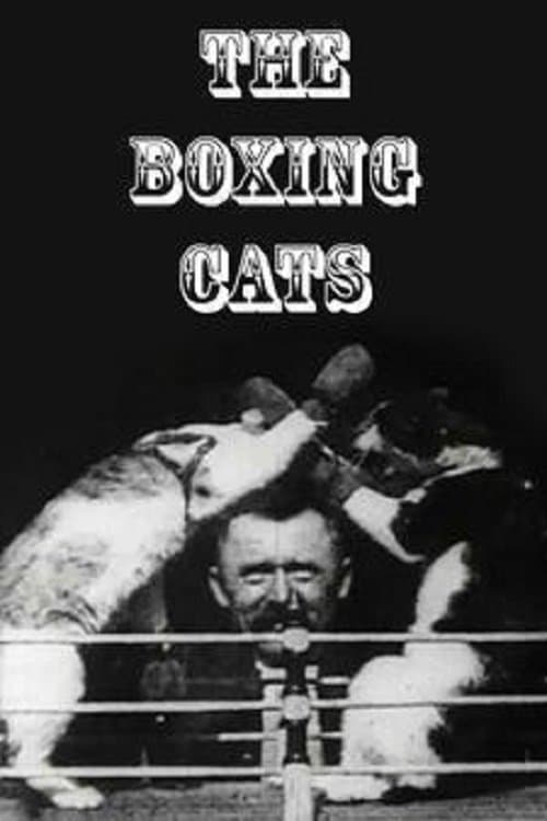 Póster de The Boxing Cats