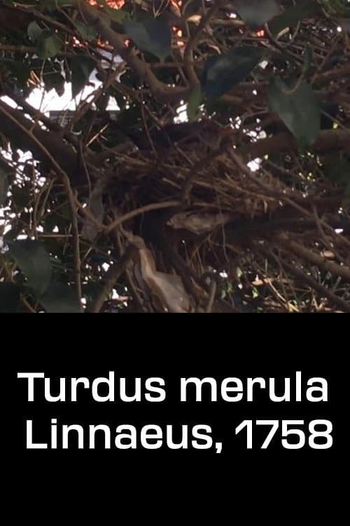 Póster de Turdus merula Linnaeus, 1758